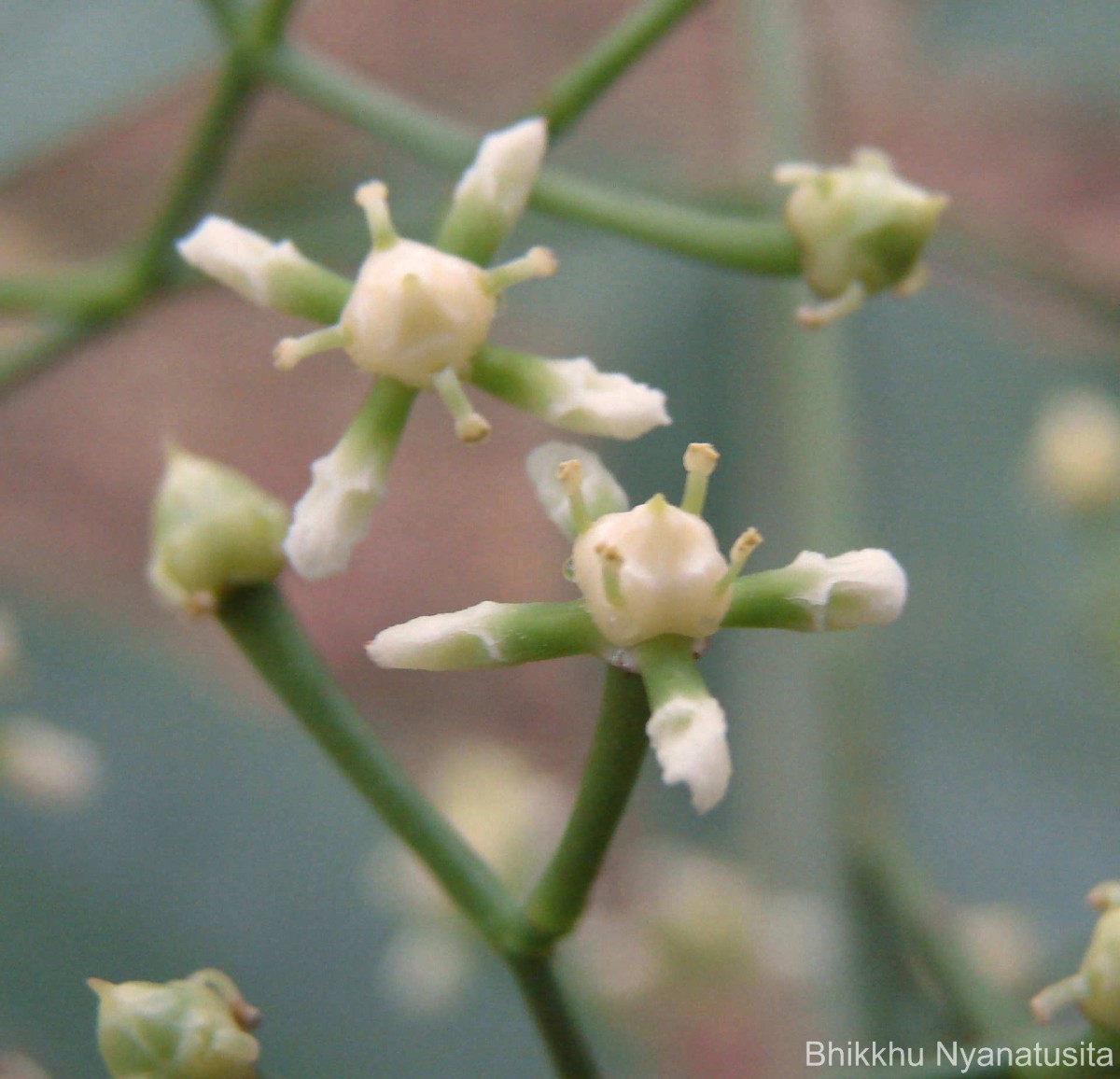 Glyptopetalum zeylanicum Thwaites
